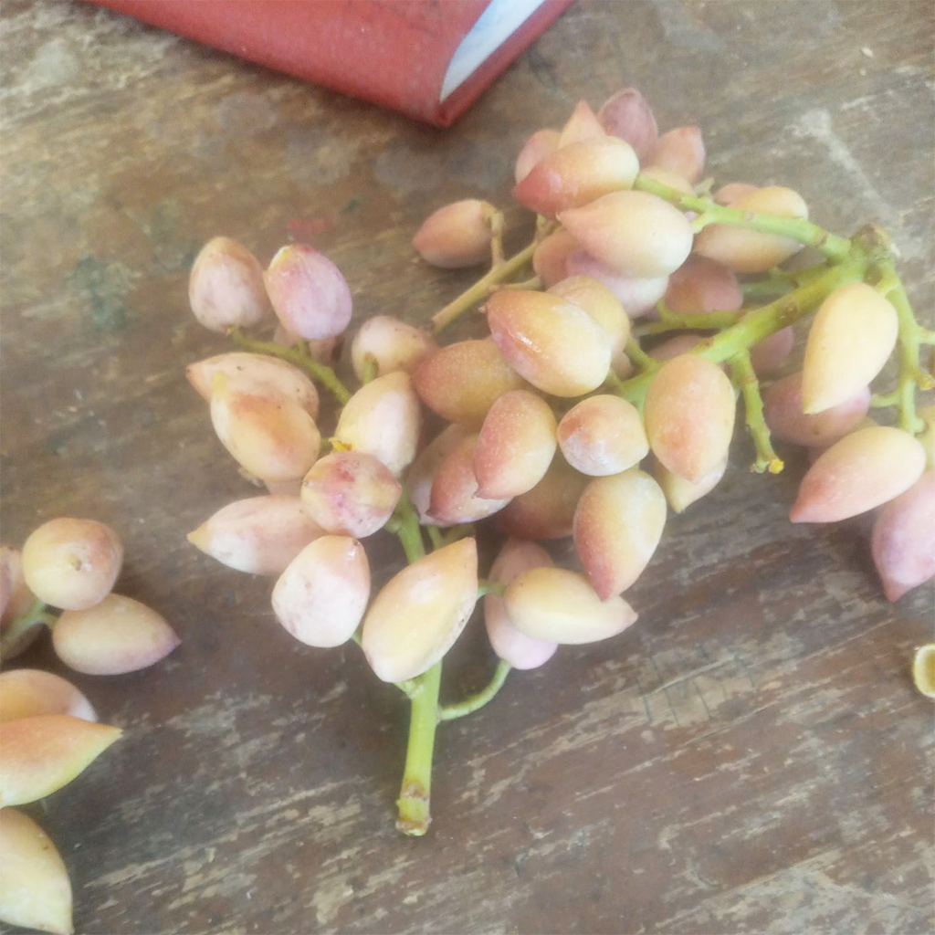 پسته تمام خندان